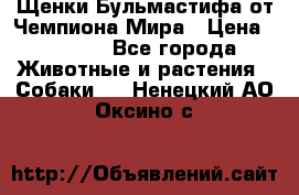 Щенки Бульмастифа от Чемпиона Мира › Цена ­ 1 000 - Все города Животные и растения » Собаки   . Ненецкий АО,Оксино с.